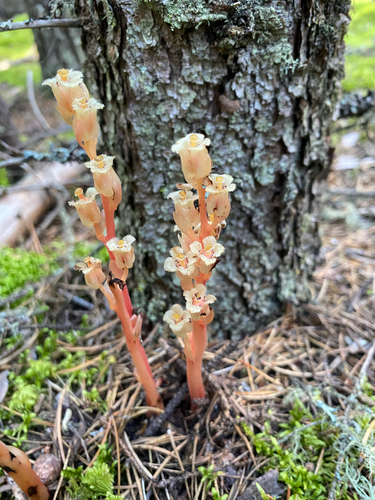 pinesap