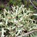 Cladonia uncialis - Photo (c) Tom Walker, μερικά δικαιώματα διατηρούνται (CC BY-NC), uploaded by Tom Walker