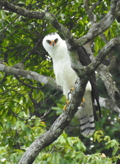 Spizaetus melanoleucus