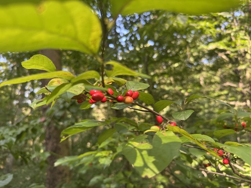 northern spicebush
