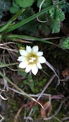 Gentiana scabrida