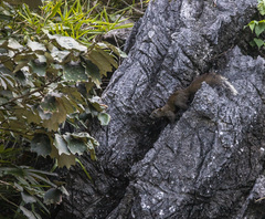 Callosciurus erythraeus