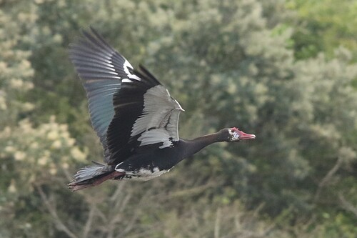 iNaturalist image