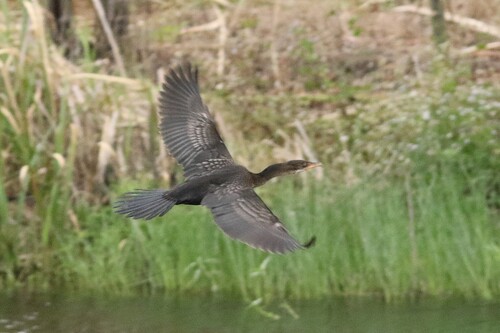 iNaturalist image