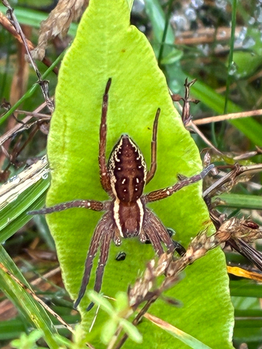 Raft Spider