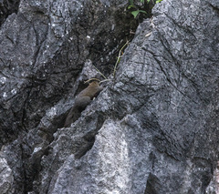 Callosciurus erythraeus