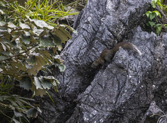 Callosciurus erythraeus