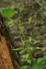 Rubia cordifolia