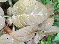 Pseuderanthemum alatum