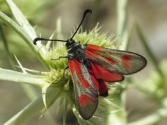 Zygaena sarpedon