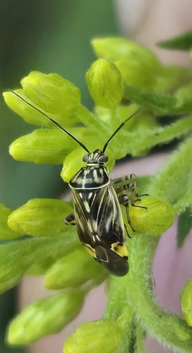 North American Tarnished Plant Bug