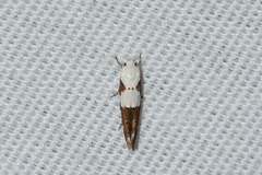 Mompha circumscriptella