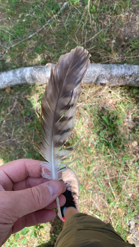 Plume de Milan royal