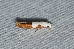 Mompha circumscriptella
