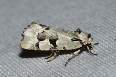Emarginea percara