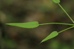 Rubia cordifolia