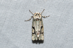 Emarginea percara