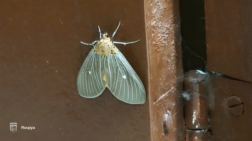 Tropical Tiger Moth