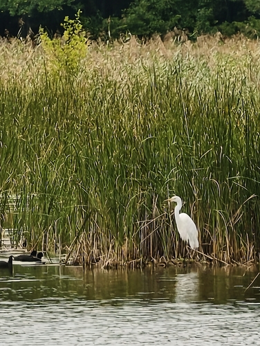 Great Egret