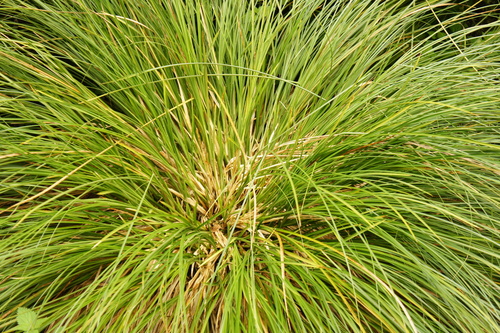 Carex paniculata