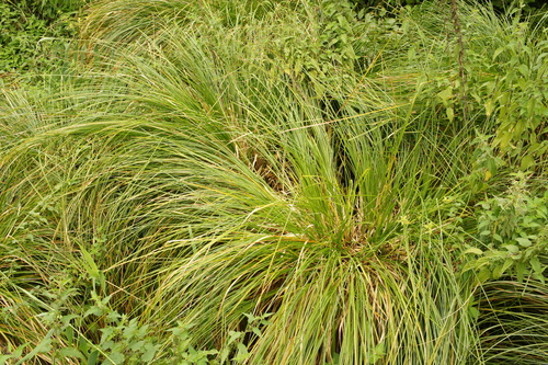 Carex paniculata, photograph 1