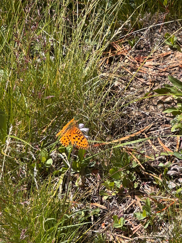 iNaturalist observation photo of Mormon Fritillary