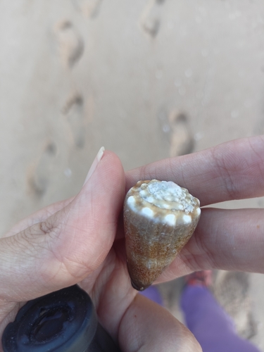 Conus lividus observed 2026-09-02