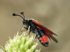 Zygaena sarpedon