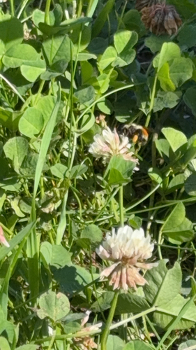 white clover