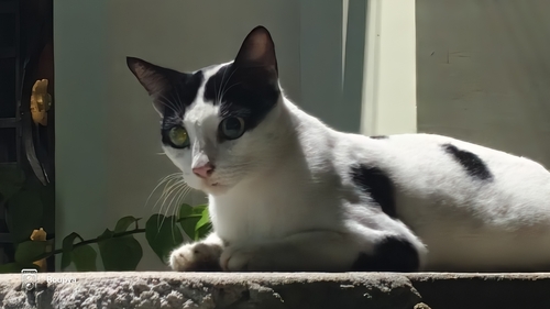 Domestic Cat