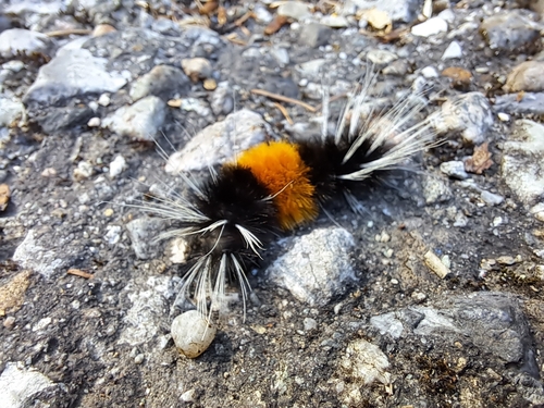 Spotted Tussock Moth