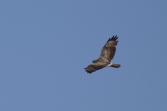 Buteo buteo
