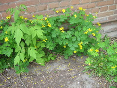 Chelidonium majus