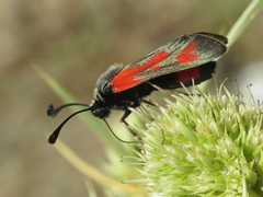 Zygaena sarpedon