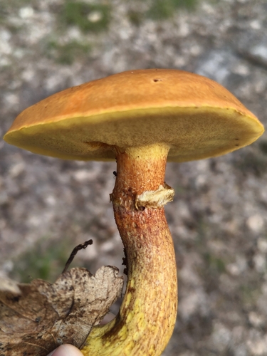 Larch Bolete