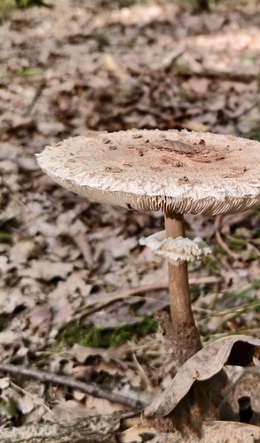 Parasol