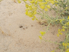 Cataglyphis adenensis