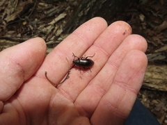 Tarpela micans