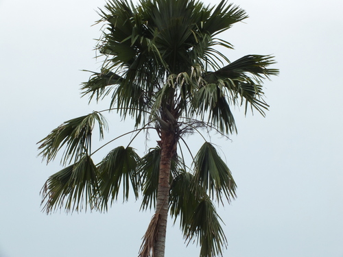 footstool palm