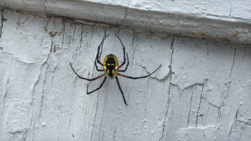 Yellow Garden Spider