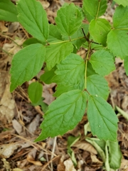 Viburnum rafinesqueanum