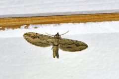 Eupithecia phoeniceata