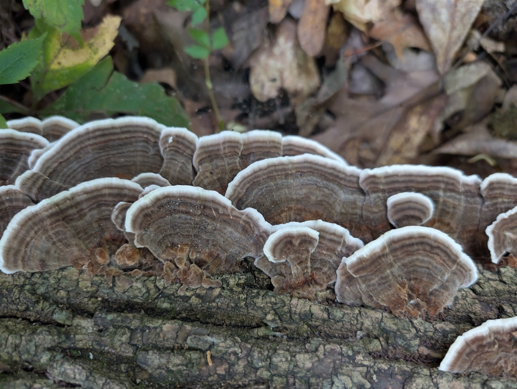 turkey-tail · September 2026 · photo: Photo: no rights reserved · iNaturalist