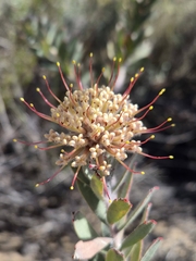 Leucospermum calligerum