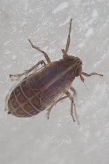 Dicranotropis hamata