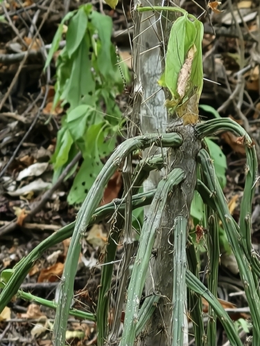 Pereskiopsis kellermanii, photograph 1