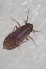 Dicranotropis hamata