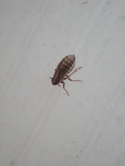 Dicranotropis hamata