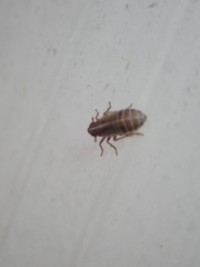 Dicranotropis hamata