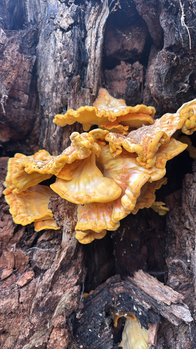 chicken of the woods